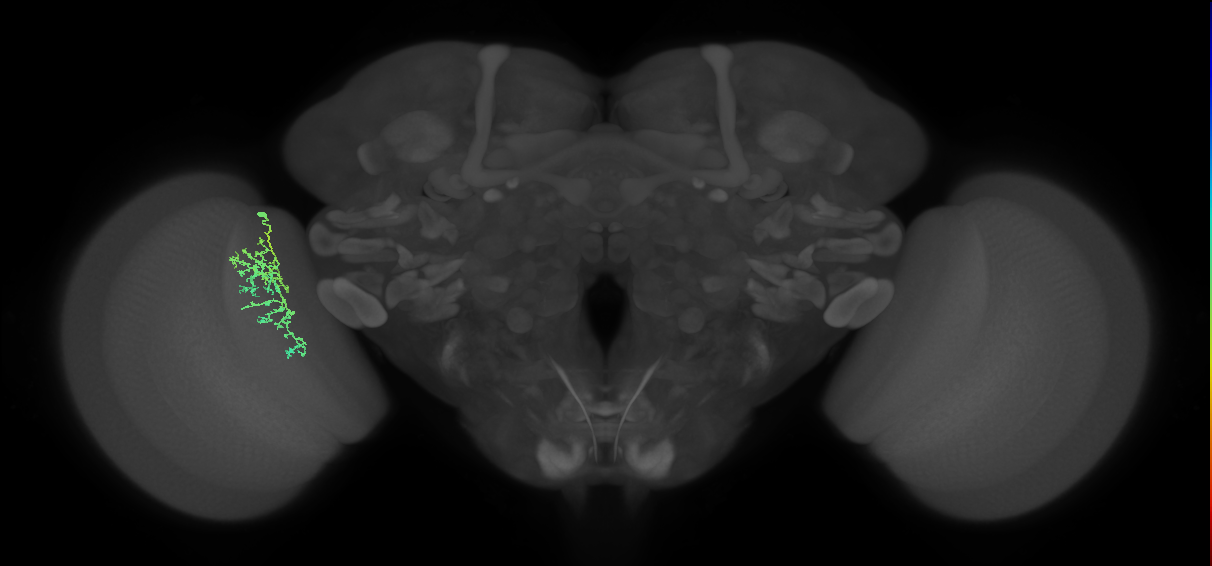 Cm7_L (MaleCNS:118614)