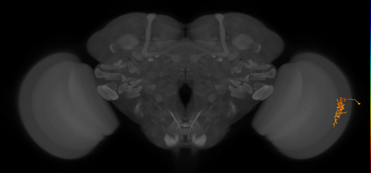 Cm7_R (MaleCNS:80791)