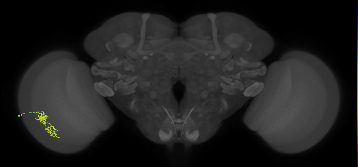 Cm7_L (MaleCNS:534873)