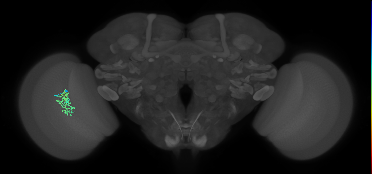 Cm7_L (MaleCNS:60991)