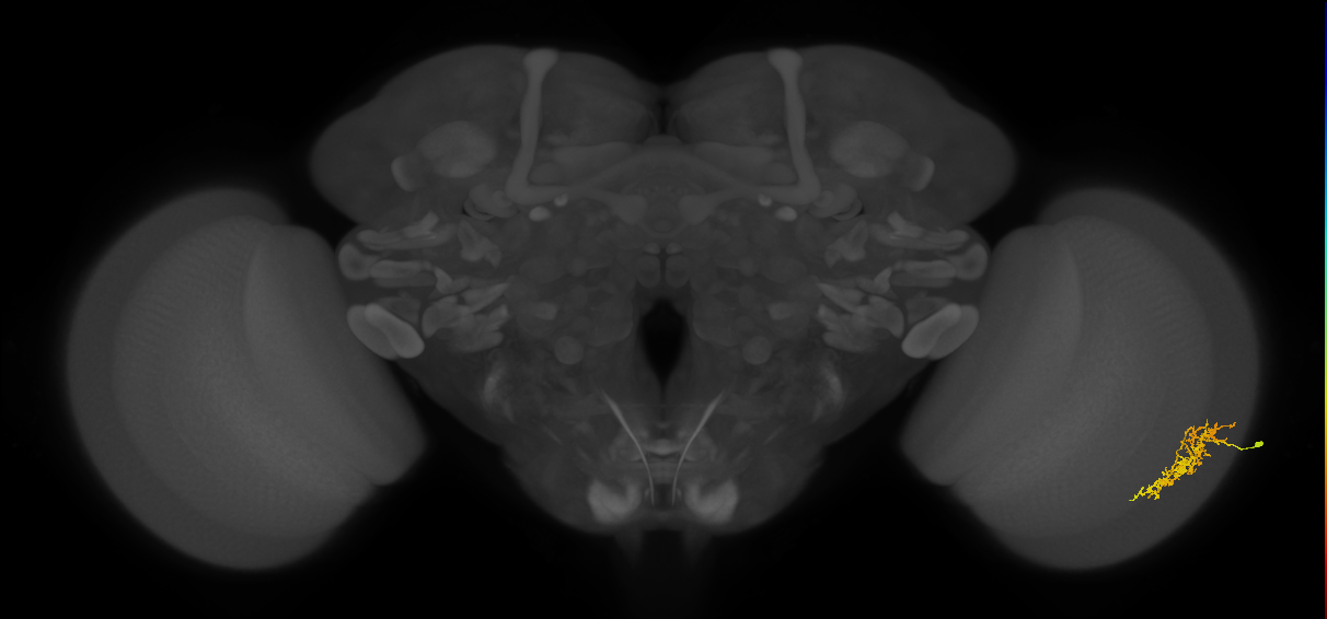 Cm7_R (MaleCNS:67013)