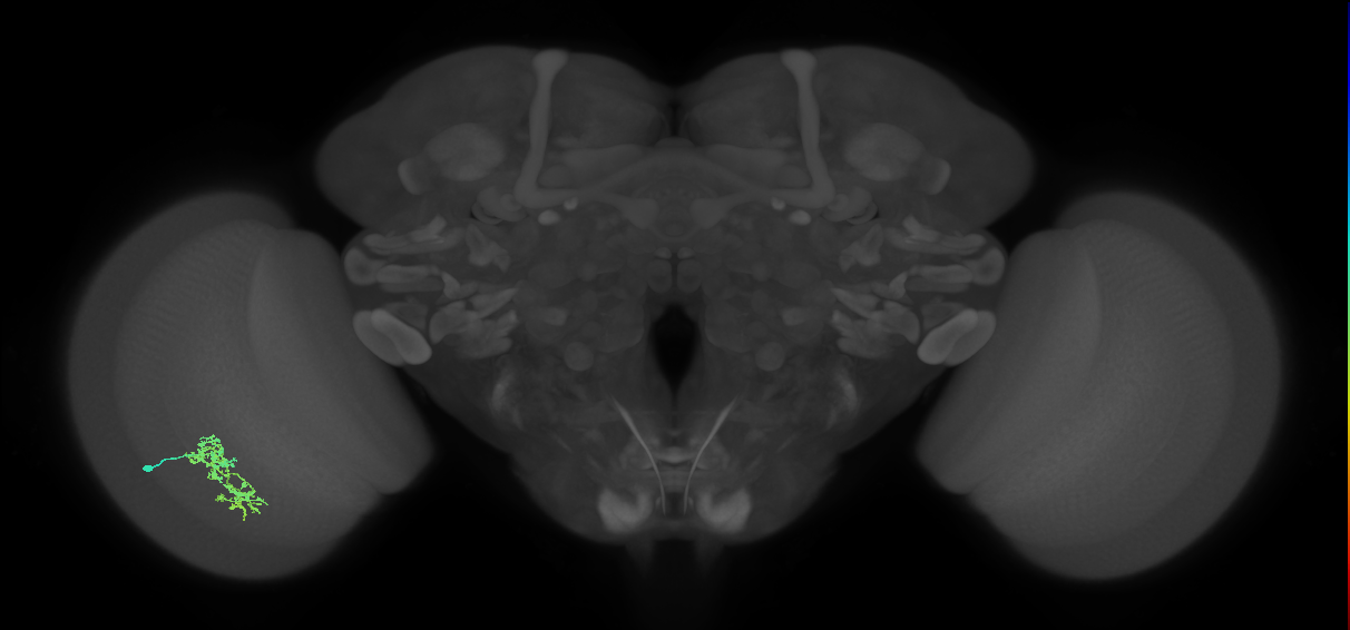 Cm7_L (MaleCNS:72085)