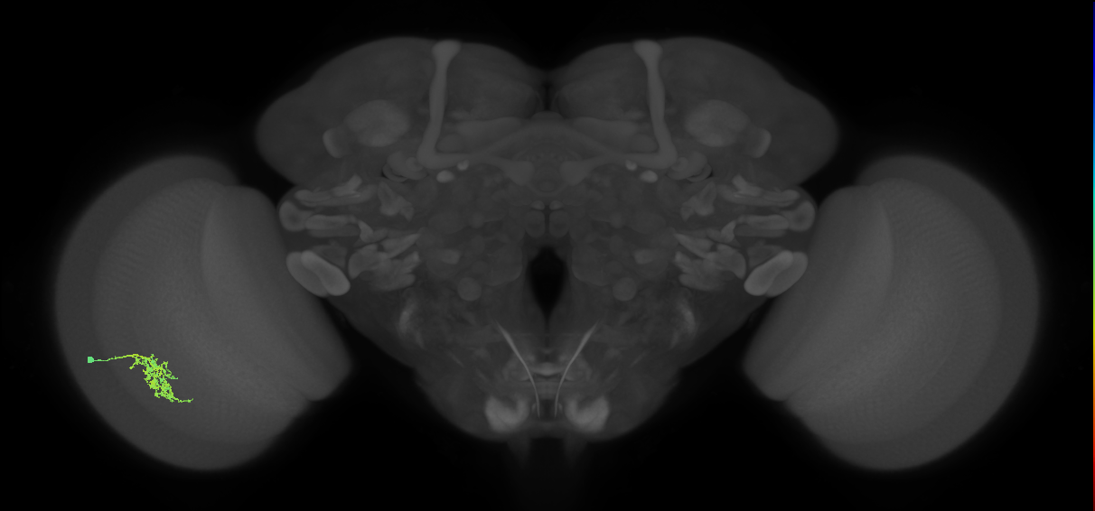 Cm7_L (MaleCNS:410485)