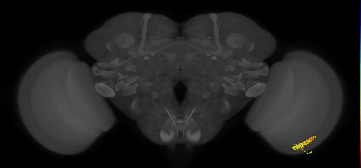 Cm7_R (MaleCNS:61762)
