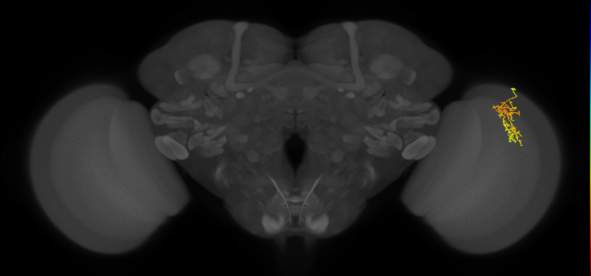 Cm7_R (MaleCNS:69926)