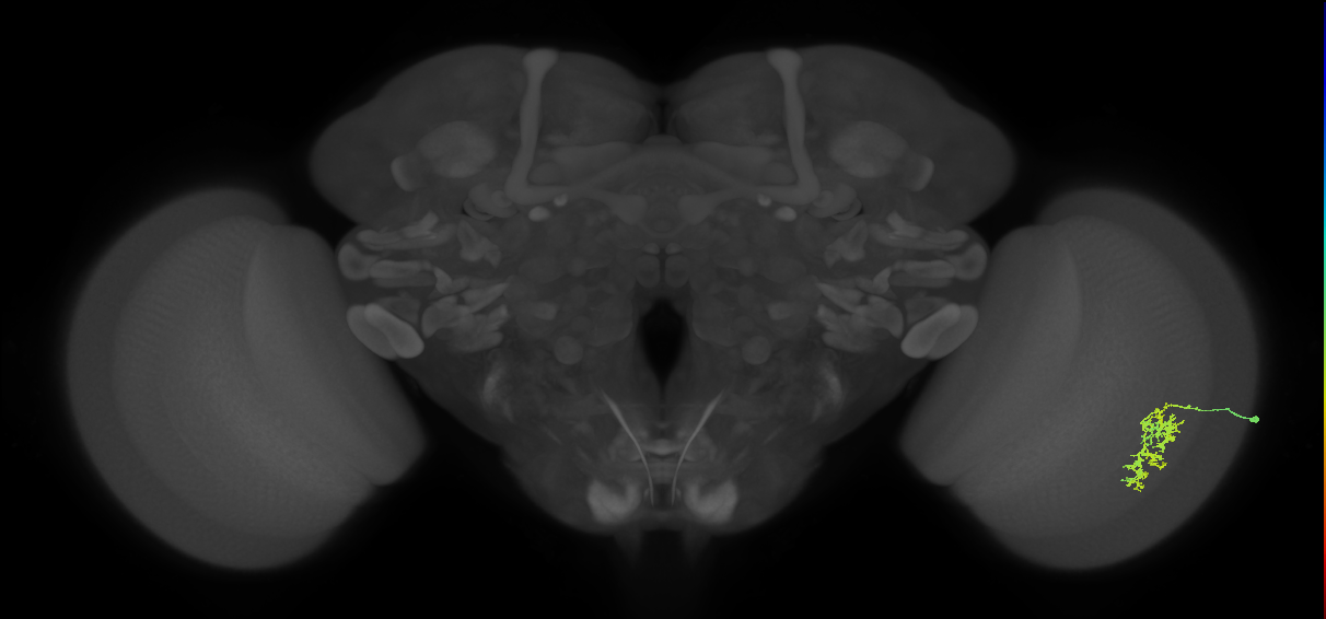 Cm7_R (MaleCNS:65824)