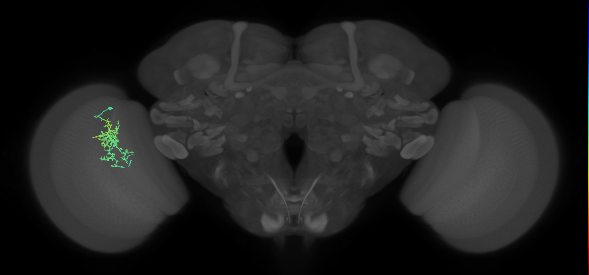 Cm7_L (MaleCNS:514153)
