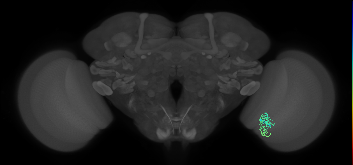 Cm7_R (MaleCNS:87806)