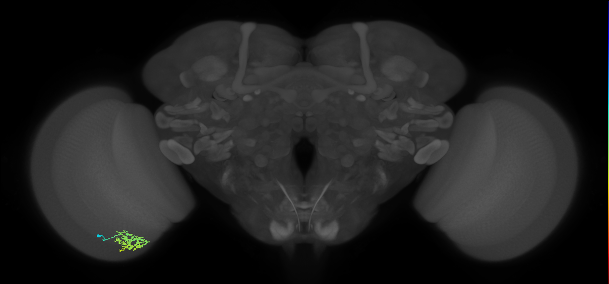 Cm7_L (MaleCNS:526076)