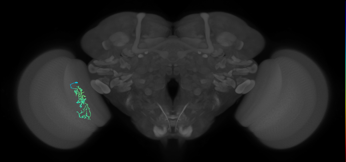 Cm7_L (MaleCNS:101809)