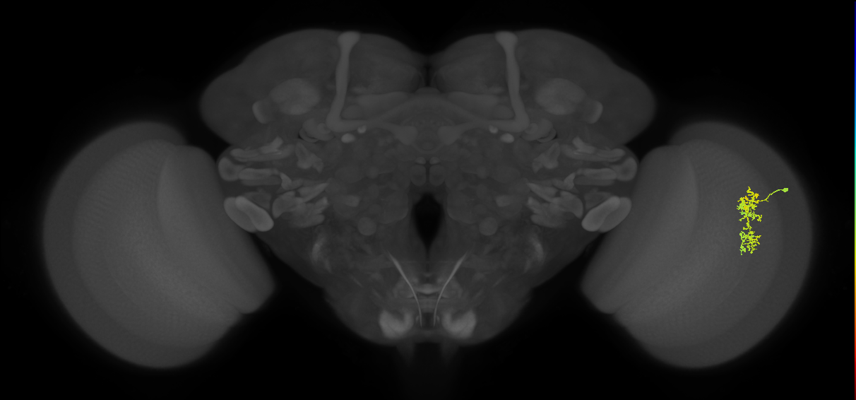 Cm7_R (MaleCNS:70003)