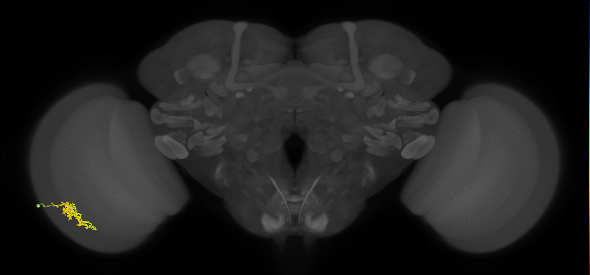 Cm7_L (MaleCNS:64515)