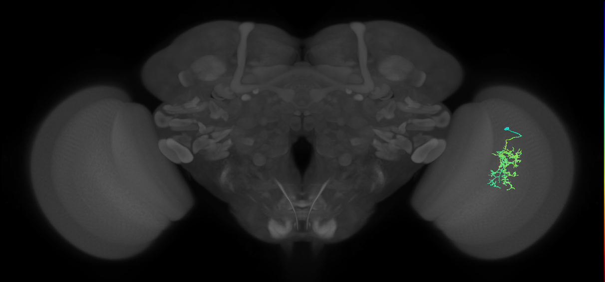 Cm7_R (MaleCNS:69779)