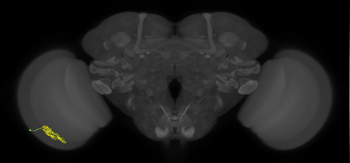 Cm7_L (MaleCNS:45361)