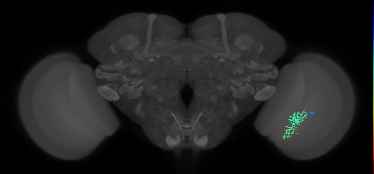 Cm7_R (MaleCNS:61195)