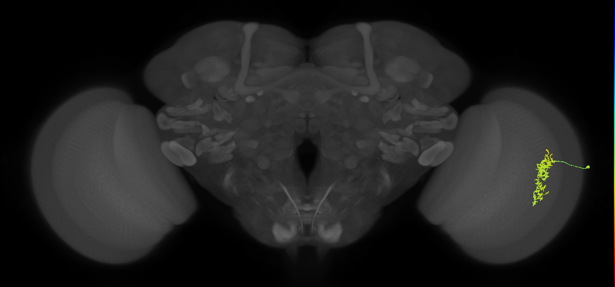 Cm7_R (MaleCNS:103263)