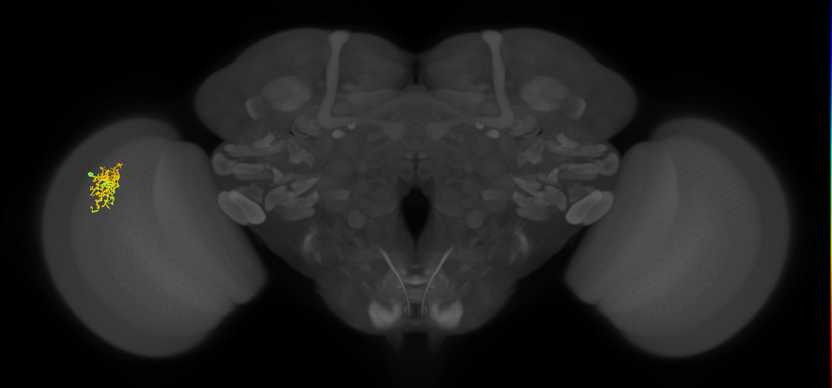 Cm7_L (MaleCNS:536007)