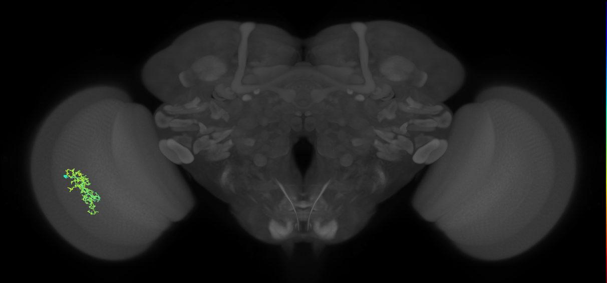 Cm7_L (MaleCNS:67325)