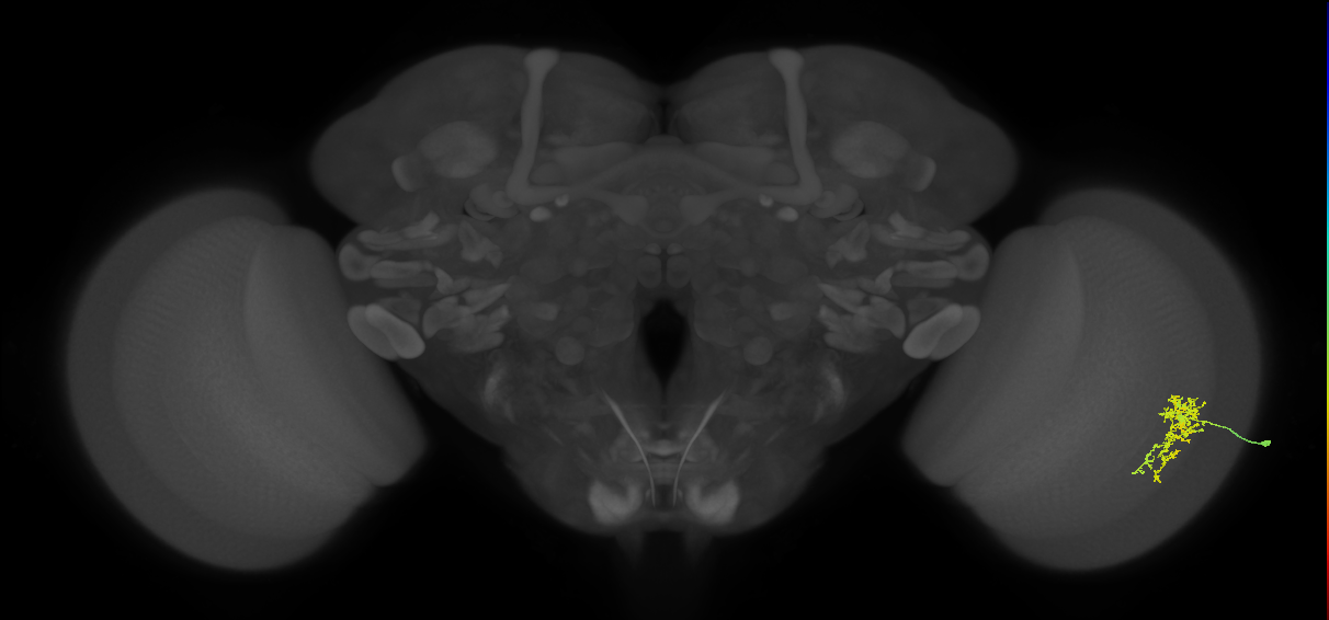Cm7_R (MaleCNS:60625)