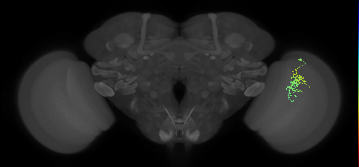 Cm7_R (MaleCNS:67446)