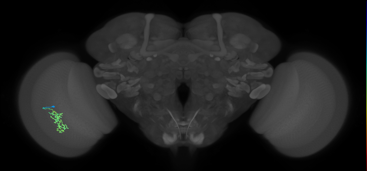 Cm7_L (MaleCNS:531520)