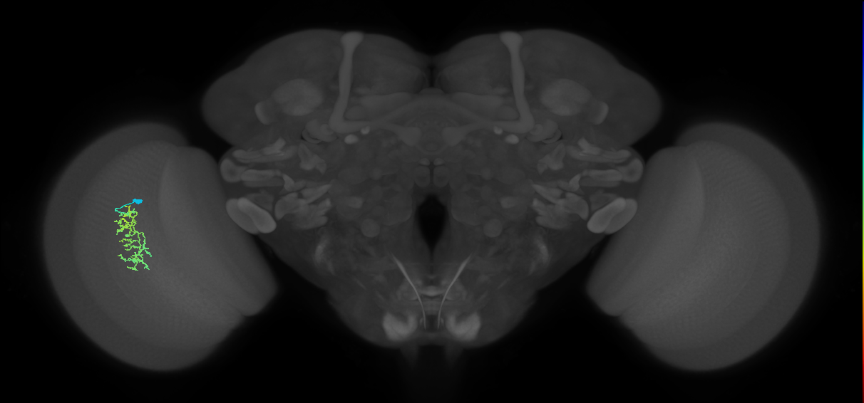 Cm7_L (MaleCNS:149475)