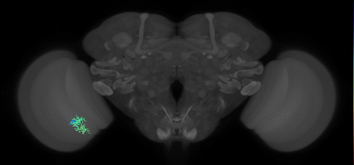 Cm7_L (MaleCNS:542113)