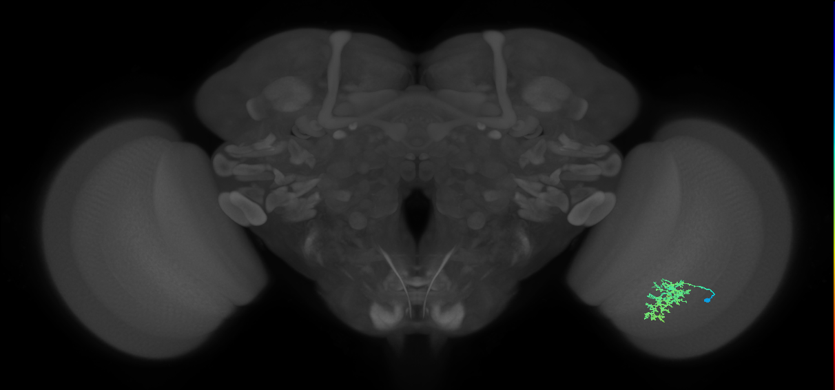 Cm7_R (MaleCNS:64932)