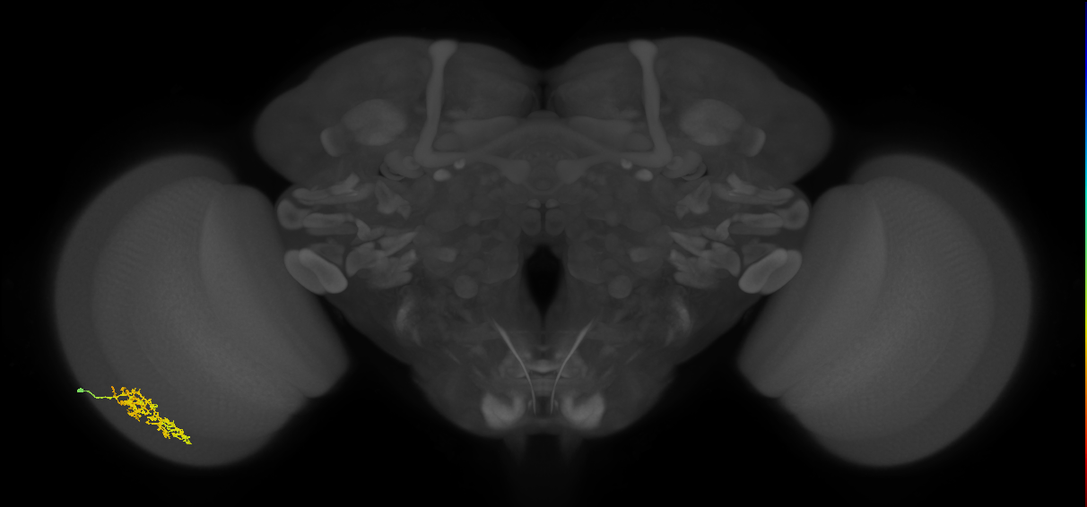 Cm7_L (MaleCNS:532293)