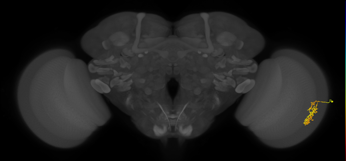Cm7_R (MaleCNS:56649)