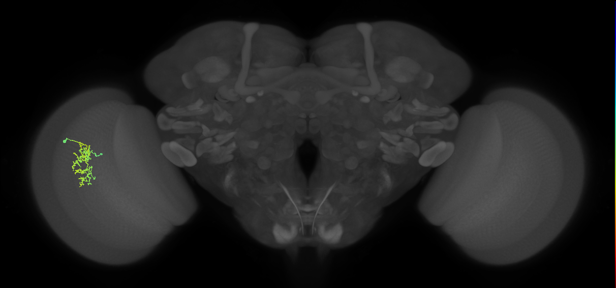 Cm7_L (MaleCNS:78536)