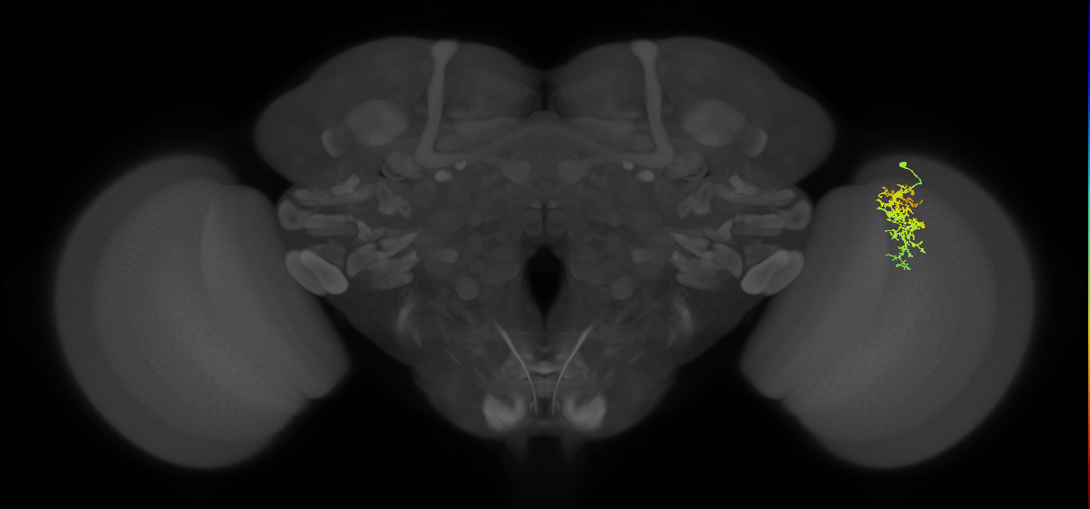 Cm7_R (MaleCNS:75131)