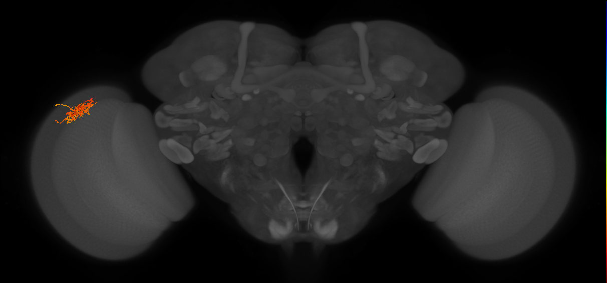 Cm7_L (MaleCNS:81842)