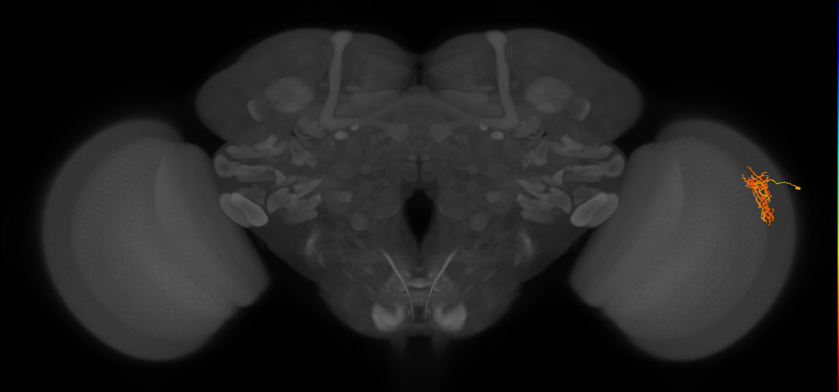 Cm7_R (MaleCNS:66923)