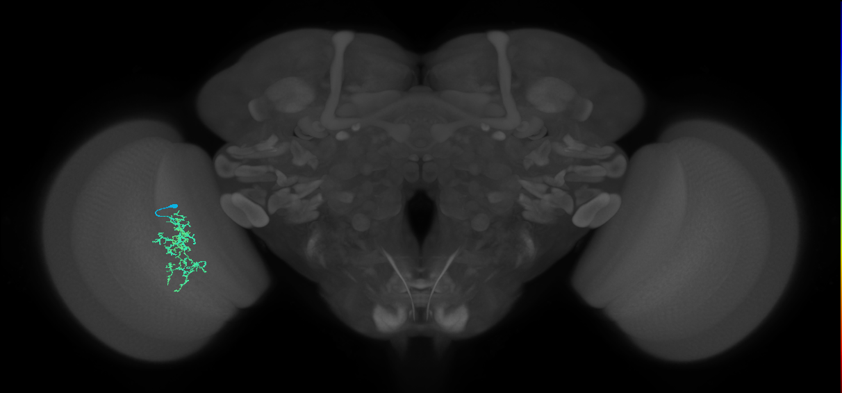 Cm7_L (MaleCNS:111635)