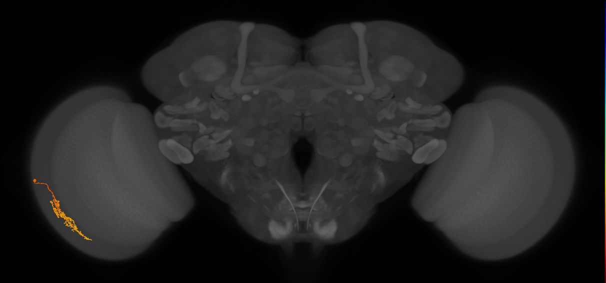 Cm7_L (MaleCNS:564216)