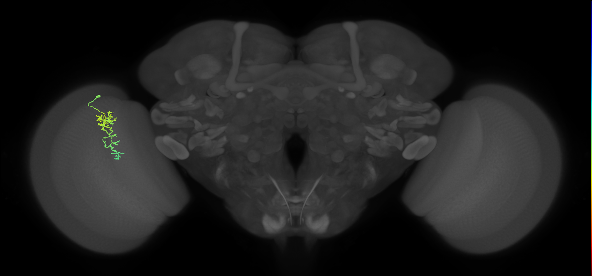 Cm7_L (MaleCNS:556610)