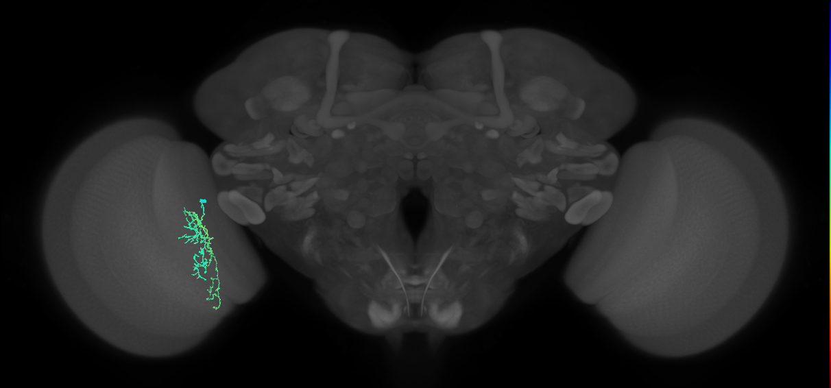 Cm7_L (MaleCNS:131133)