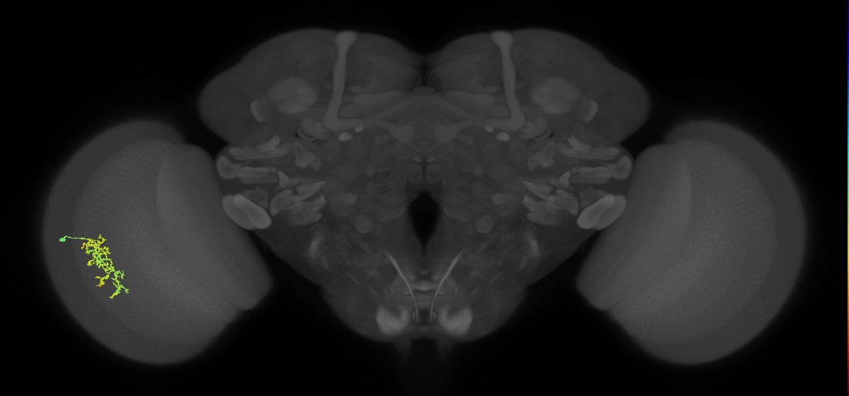 Cm7_L (MaleCNS:71484)