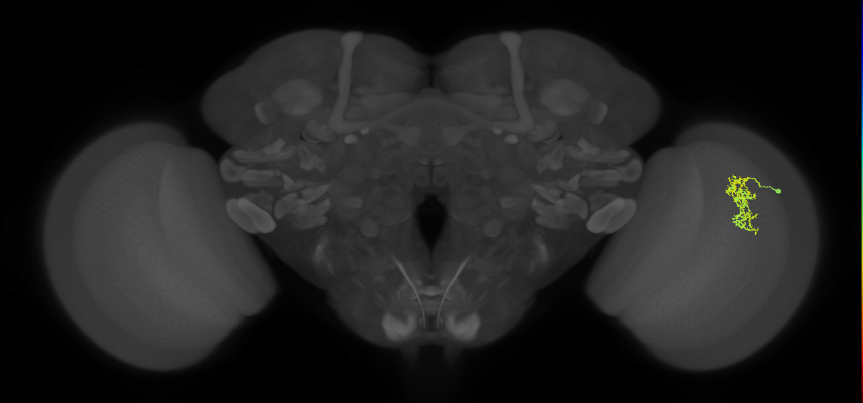 Cm7_R (MaleCNS:72675)