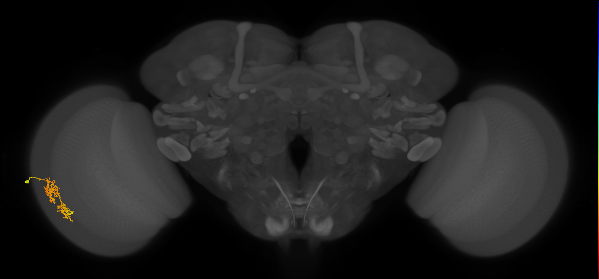 Cm7_L (MaleCNS:58235)