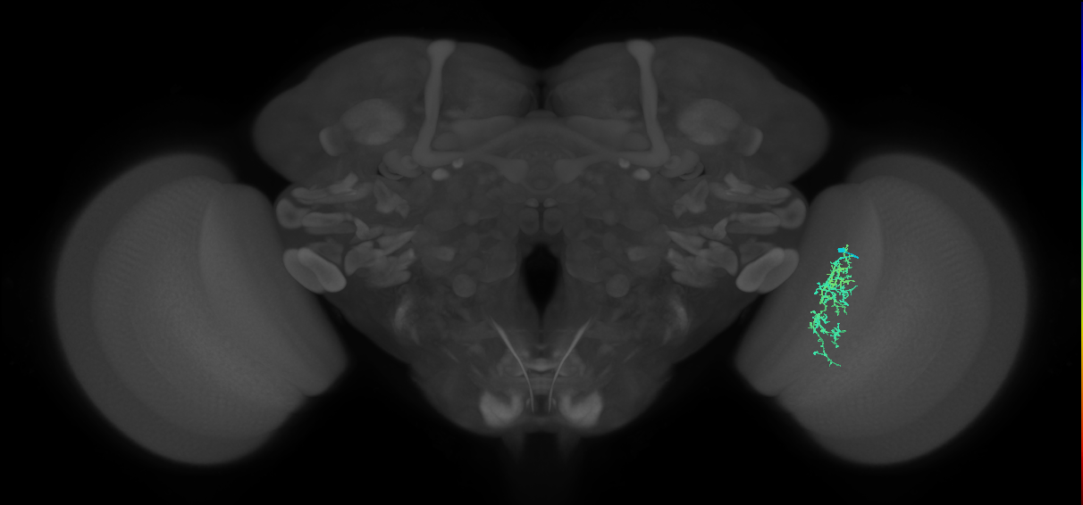 Cm7_R (MaleCNS:81893)