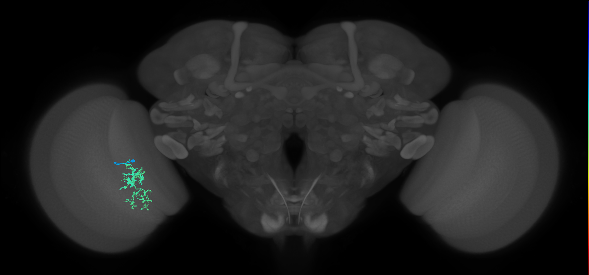 Cm7_L (MaleCNS:171510)