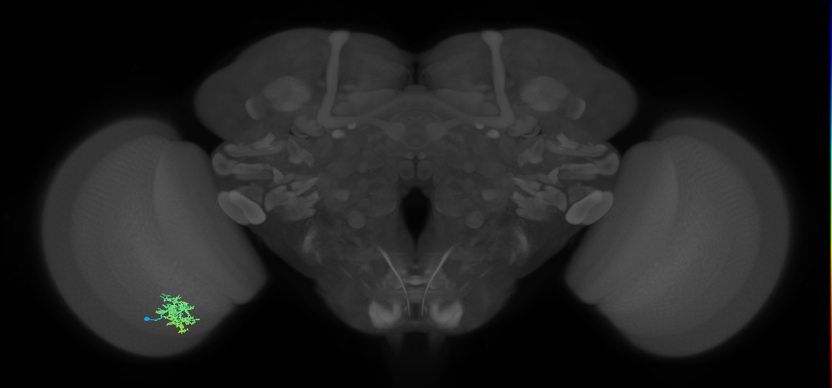 Cm7_L (MaleCNS:131369)