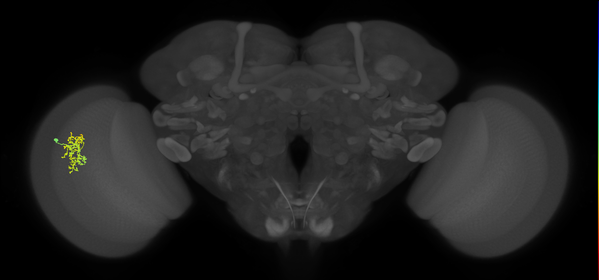 Cm7_L (MaleCNS:69604)