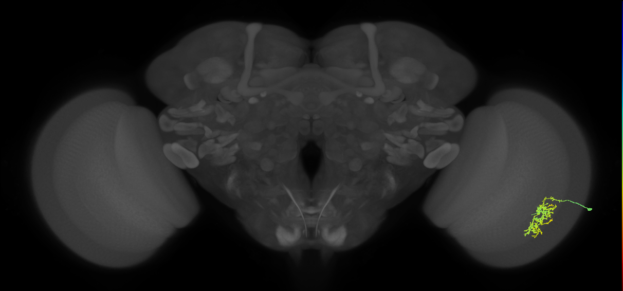 Cm7_R (MaleCNS:61523)