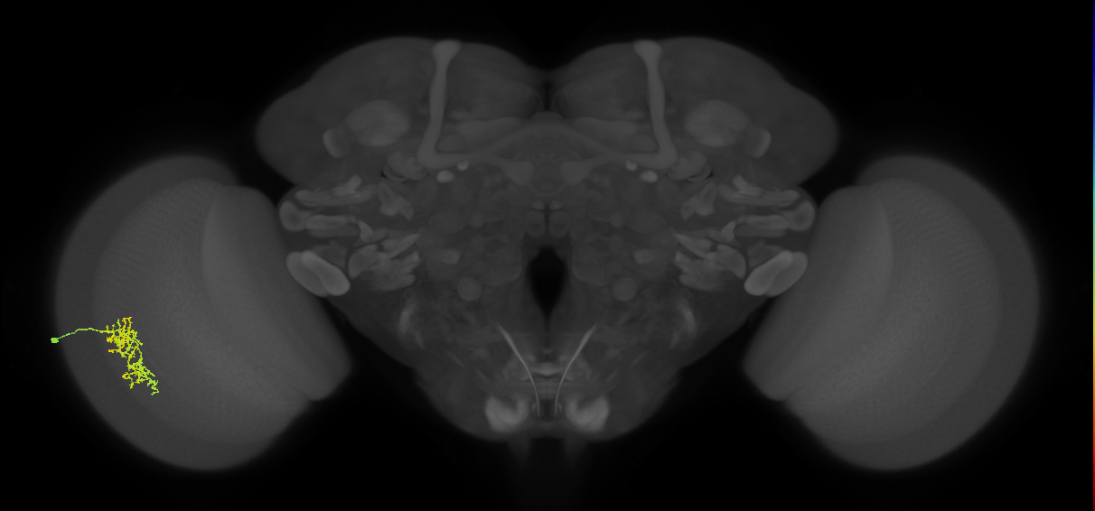 Cm7_L (MaleCNS:71579)