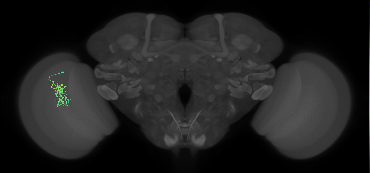 Cm7_L (MaleCNS:128096)