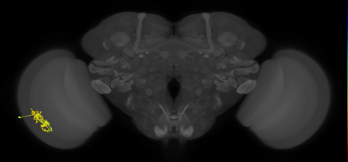 Cm7_L (MaleCNS:49681)