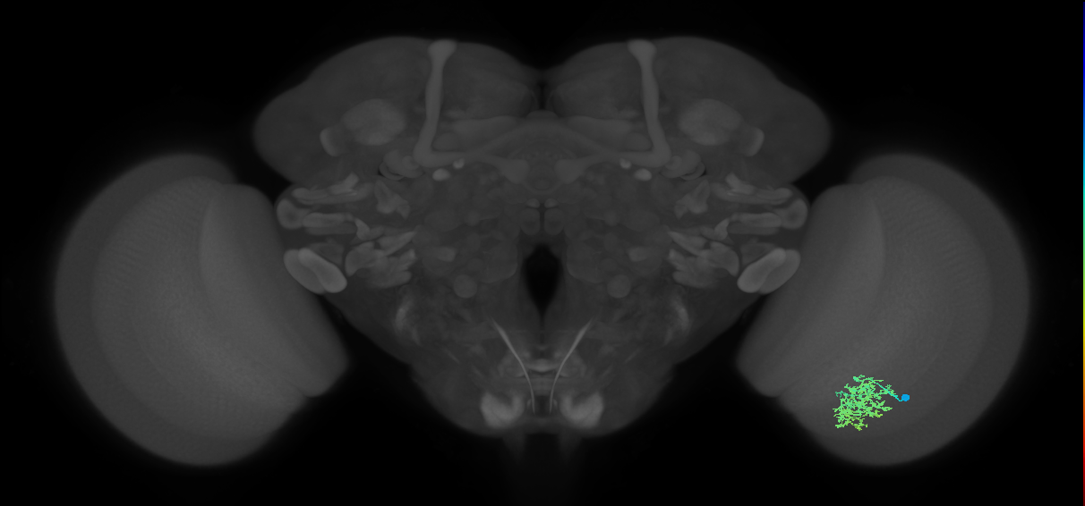 Cm7_R (MaleCNS:54851)
